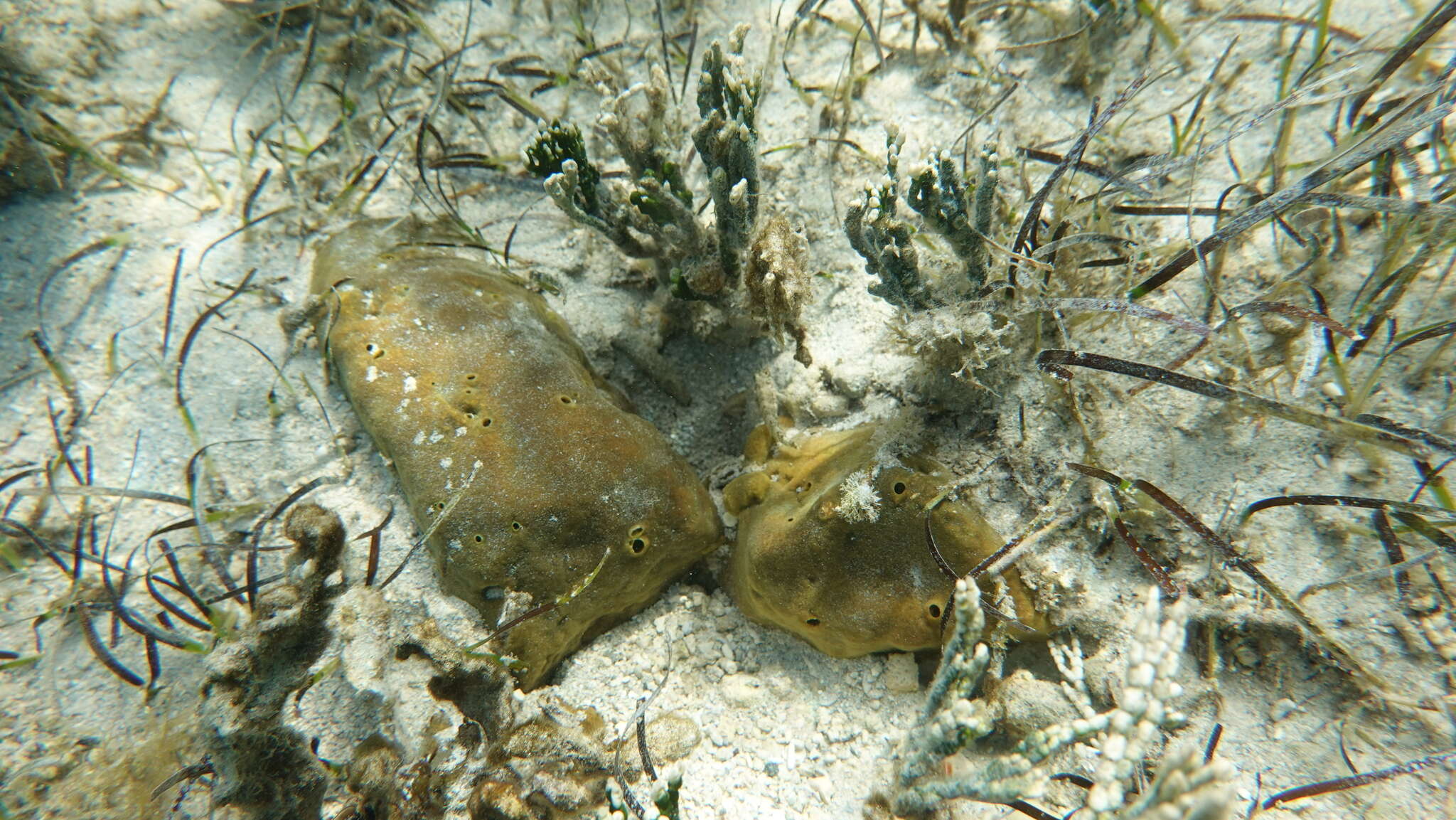 Image of Cliona orientalis Thiele 1900