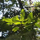 Image of Ficus dzumacensis Guillaum.