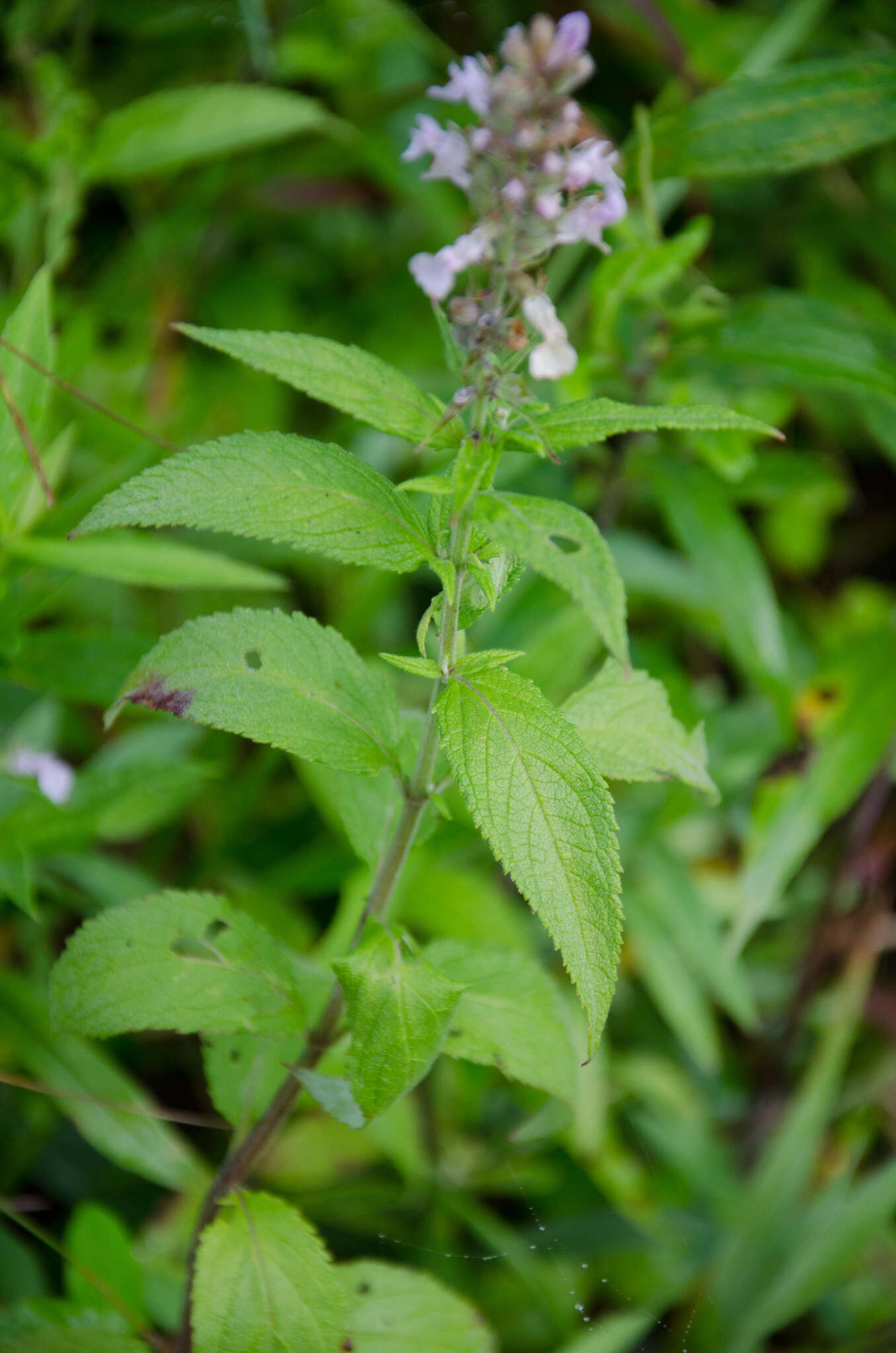 Image of Canada germander