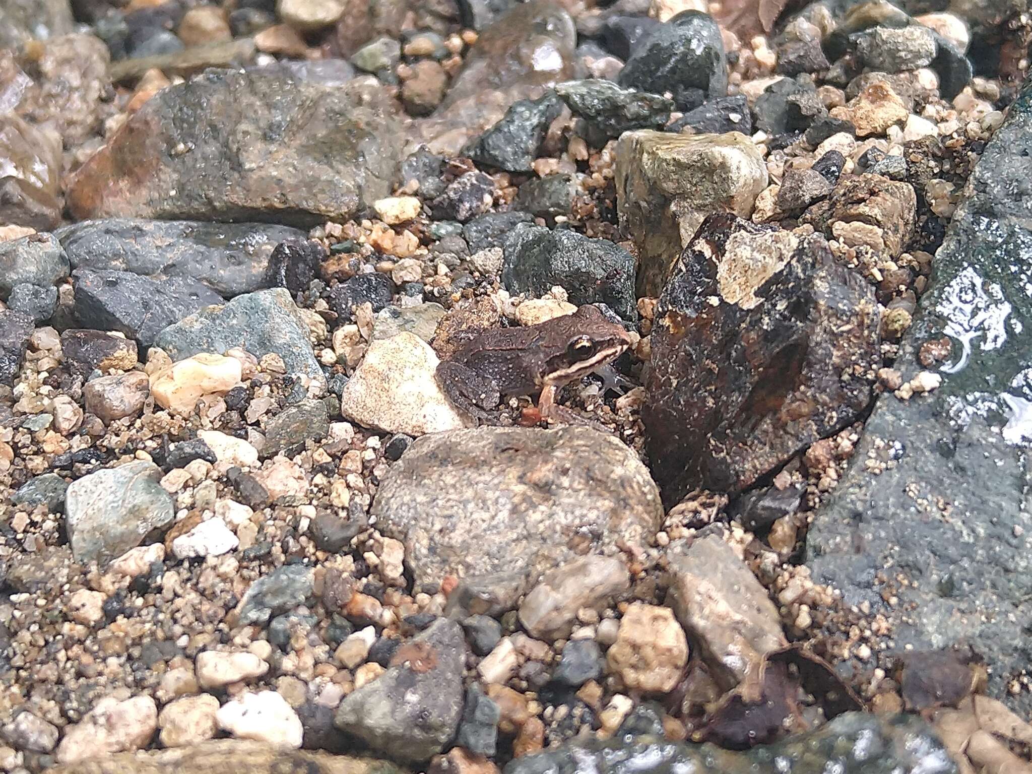 Image of Caribbean white-lipped frog