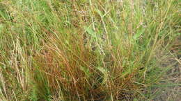 Image of Pacific Bog Sedge