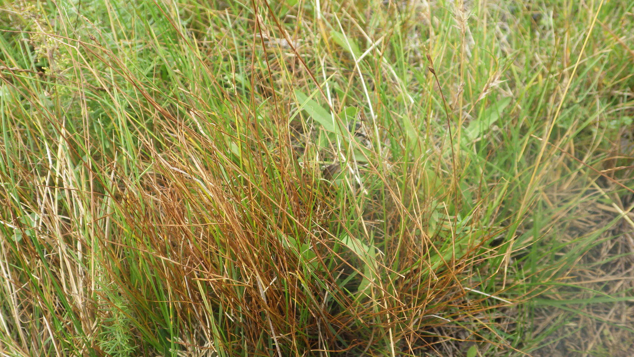 Image of Pacific Bog Sedge