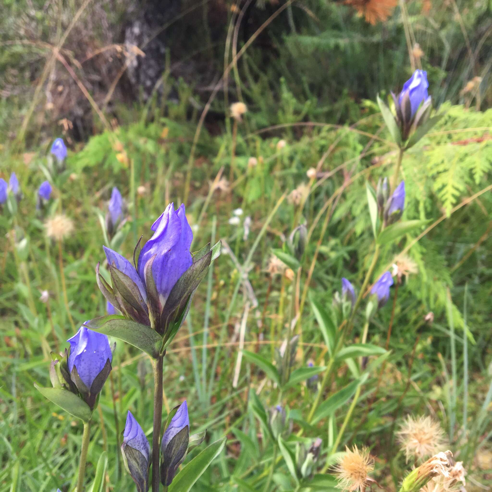 Image of King's Scepter Gentian