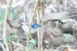 Image of Lovely Fairy-wren