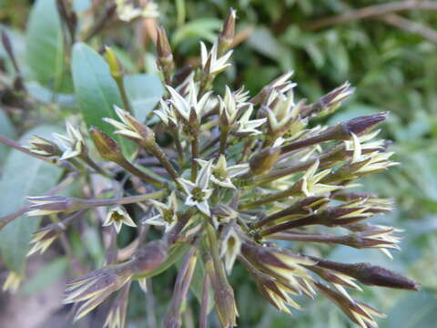 صورة Cestrum auriculatum L'Herit.