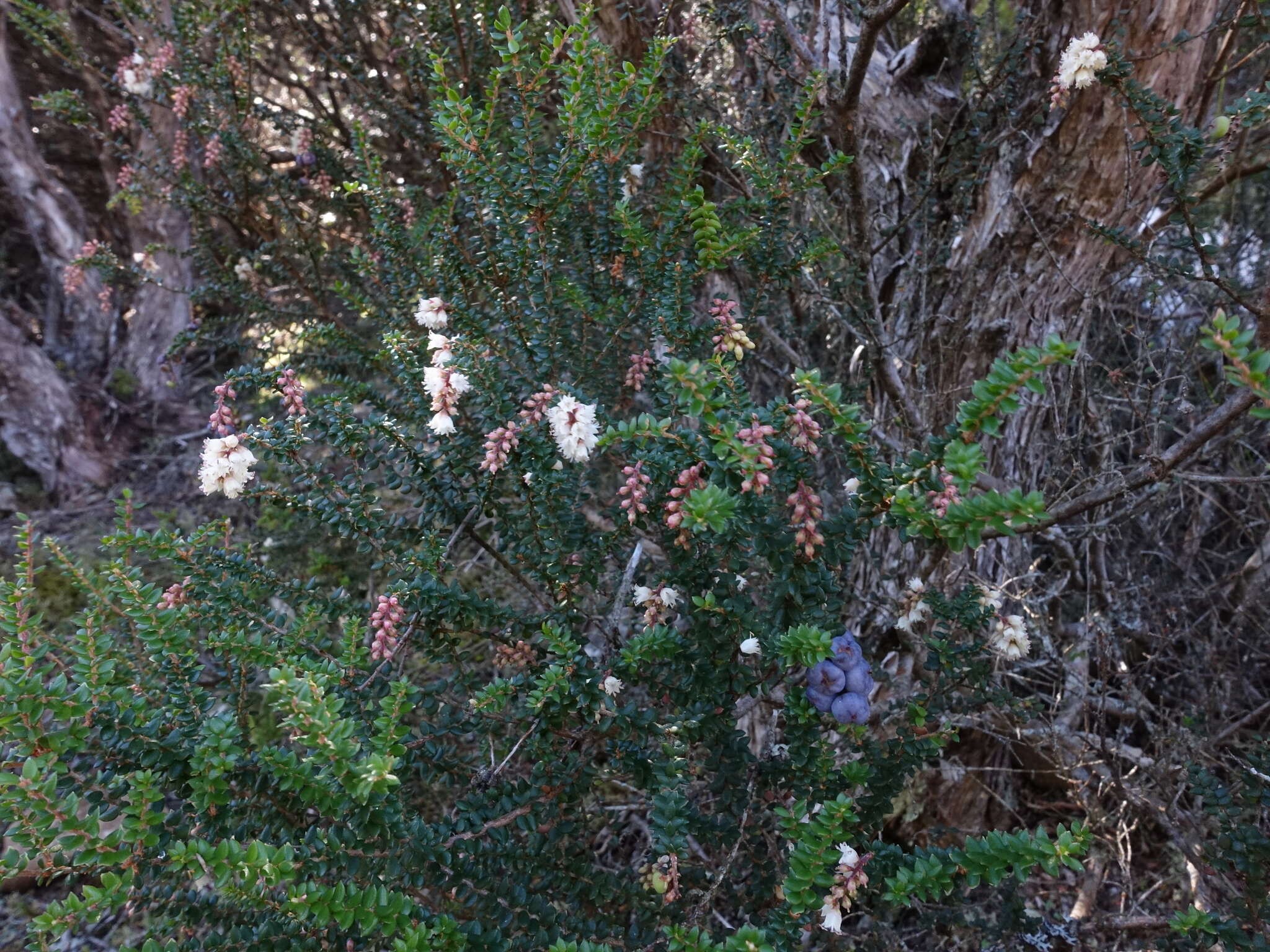 Image of Trochocarpa thymifolia (R. Br.) Sprengel