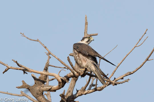 Image of Lanner Falcon