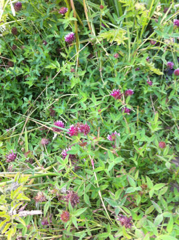 Imagem de Trifolium wormskioldii Lehm.