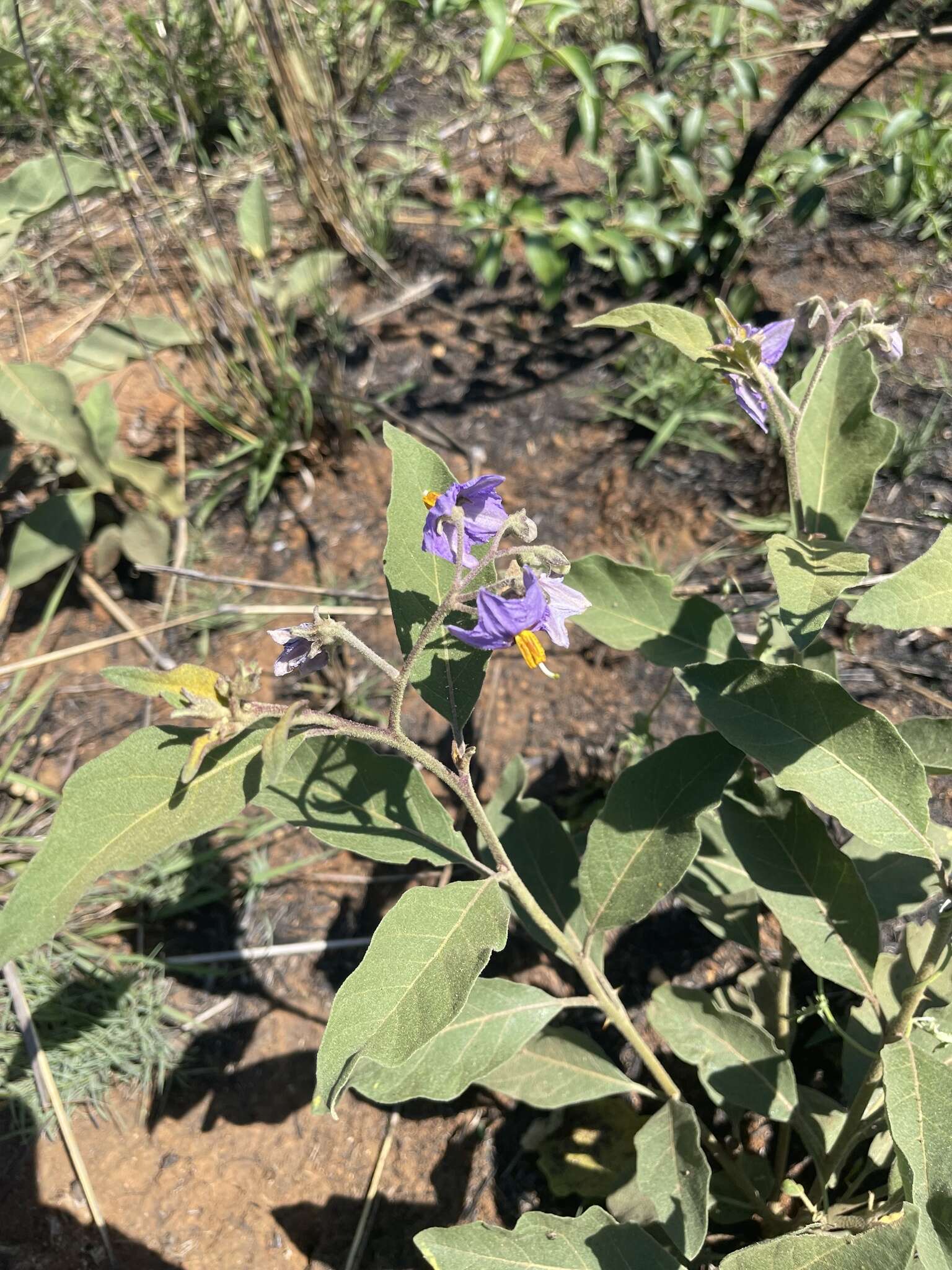 Image de Solanum campylacanthum Hochst. ex A. Rich.