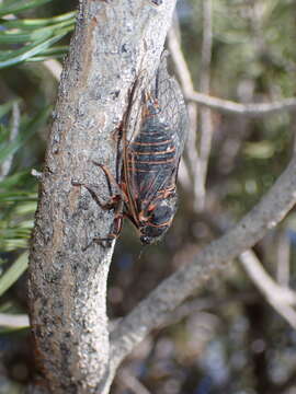 Image of Okanagana occidentalis (Walker & F. 1866)