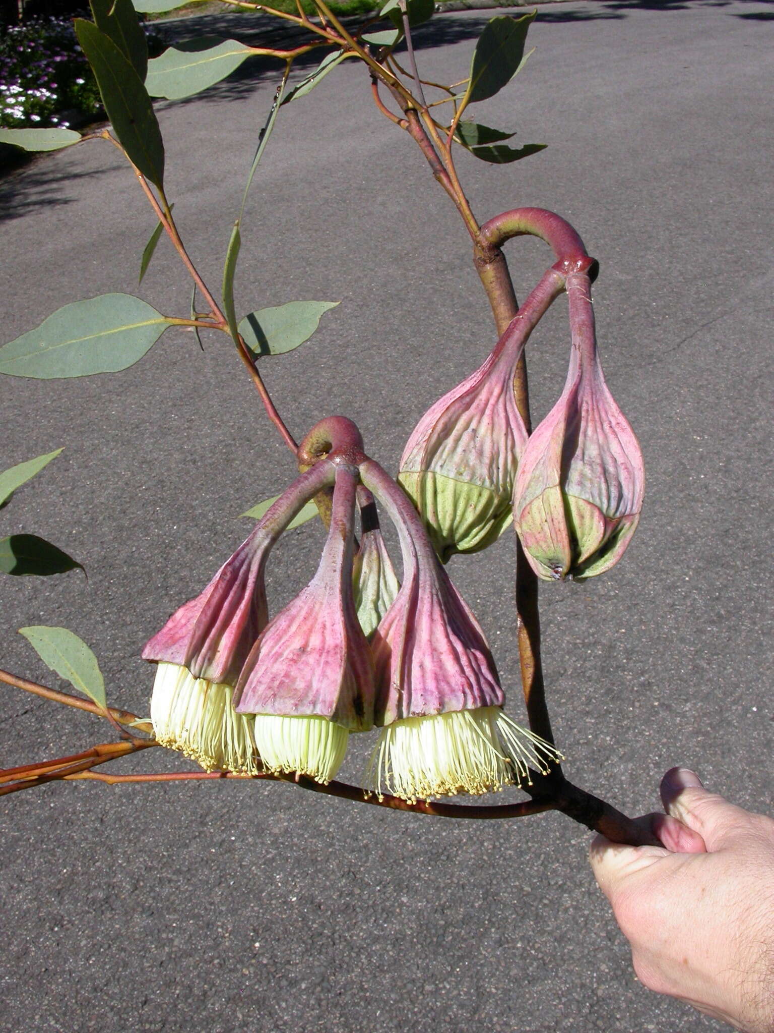 Image of pear-fruit mallee