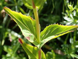 Image of Epilobium duriaei Godron