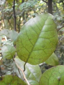 Image of Litsea calicaris (A. Cunn.) Benth. & Hook. fil. ex Kirk