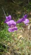 Image of bunchleaf penstemon