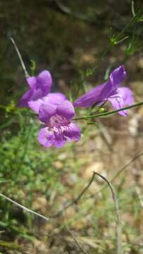 Image of bunchleaf penstemon