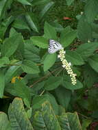 Image of Western Striped Albatross