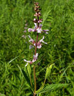 Image de Stachys hispida Pursh