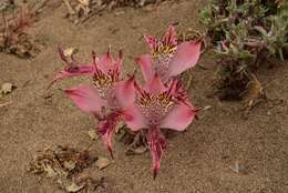 Image of Alstroemeria hookeri subsp. maculata Ehr. Bayer