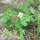 Image de Craniolaria integrifolia Cham.