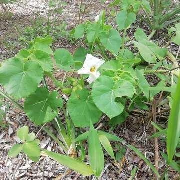 Imagem de Craniolaria integrifolia Cham.