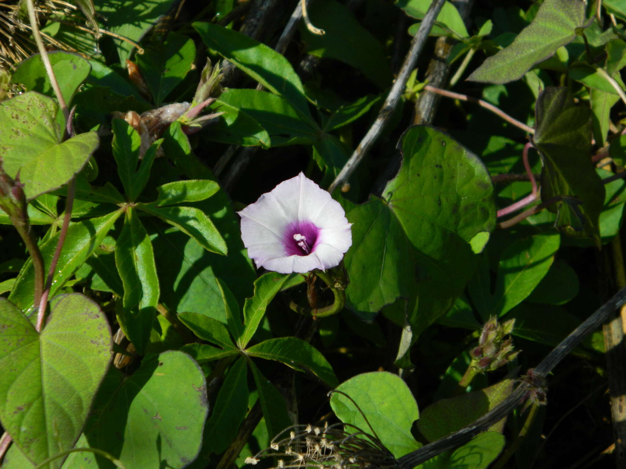 Image of Ipomoea grandifolia (Damm.) O'Donell