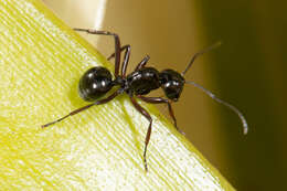 Image of Polyrhachis pilosa Donisthorpe 1938