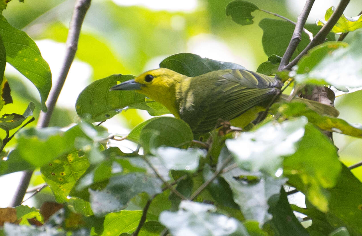 Слика од Aegithina lafresnayei (Hartlaub 1844)