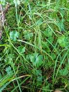 Image of Australasian geranium