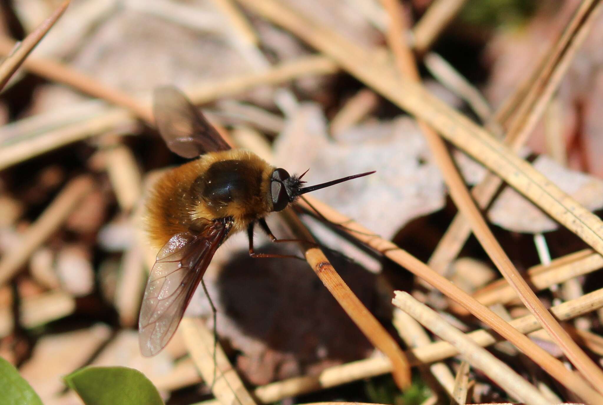 Image of Bombylius mexicanus Wiedemann 1821