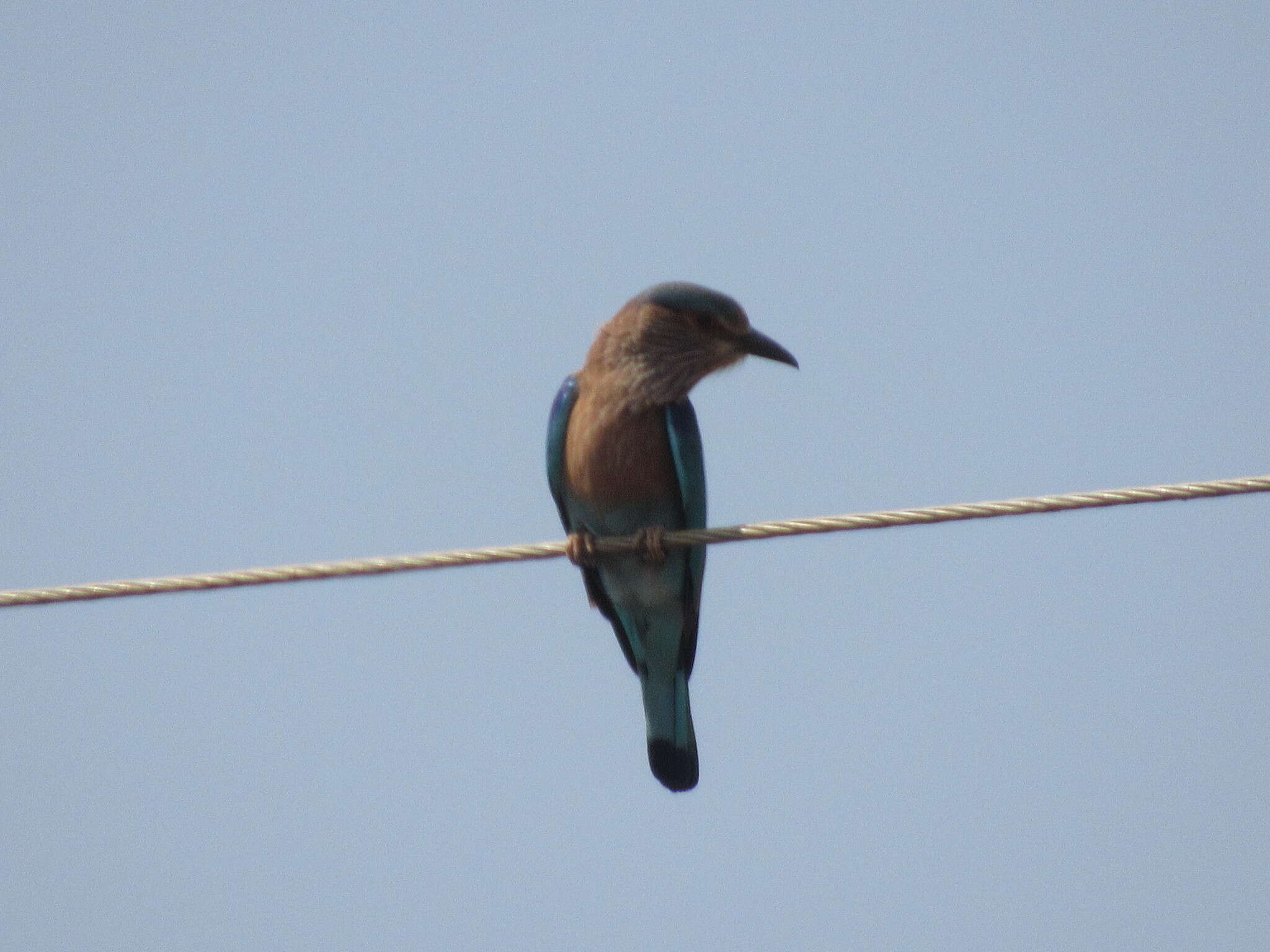 Imagem de Coracias benghalensis (Linnaeus 1758)