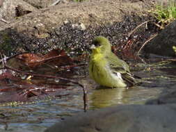 Image of Lesser Goldfinch