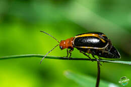 Слика од Cyclotrypema furcata (Olivier 1808)