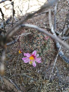 Image of Mammillaria grahamii subsp. sheldonii (Britton & Rose) D. R. Hunt