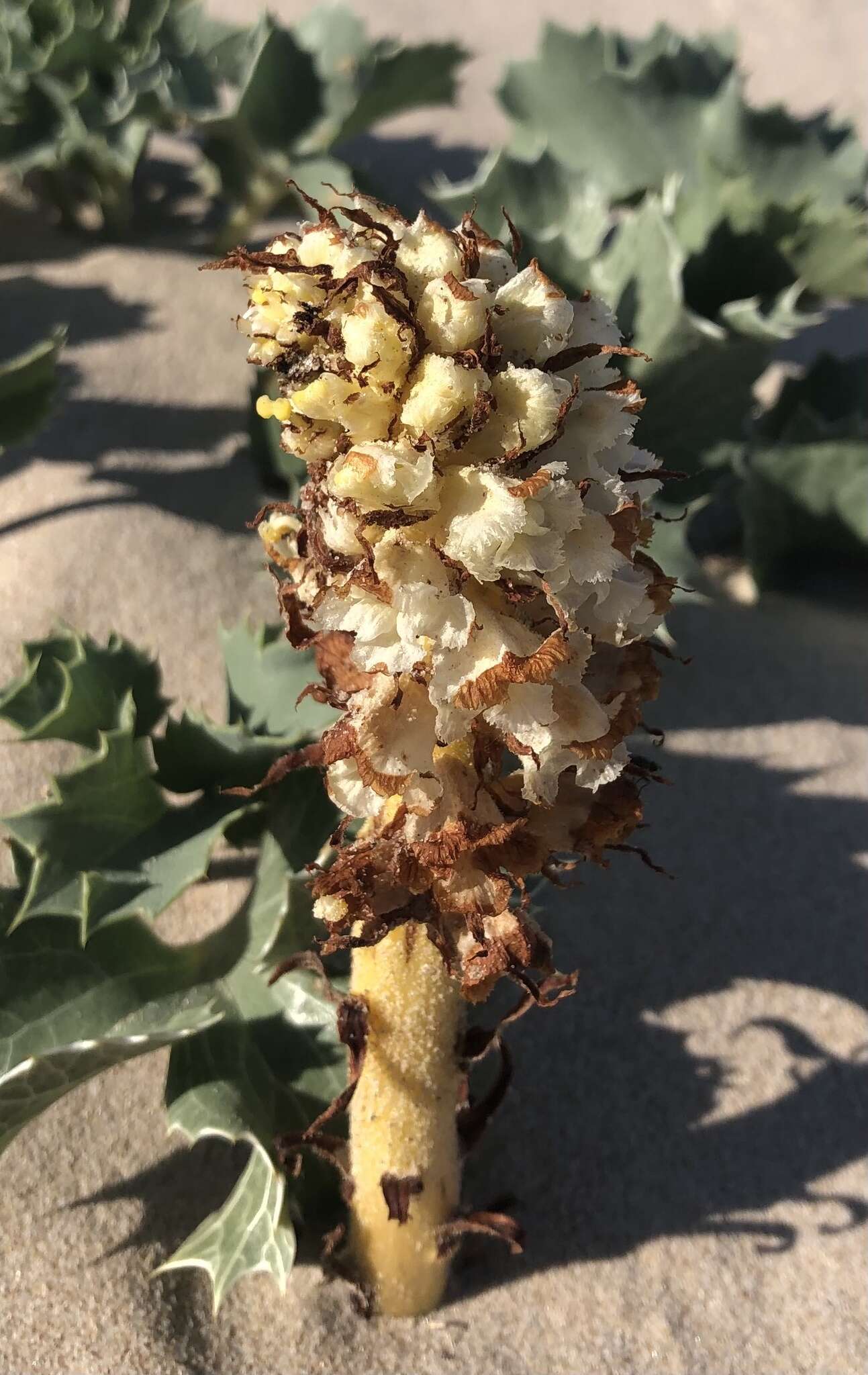 Image of Orobanche densiflora Salzm. ex Reuter