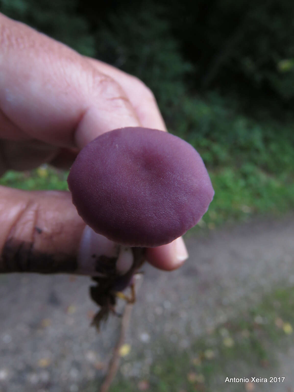 Image of Laccaria amethystina Cooke 1884