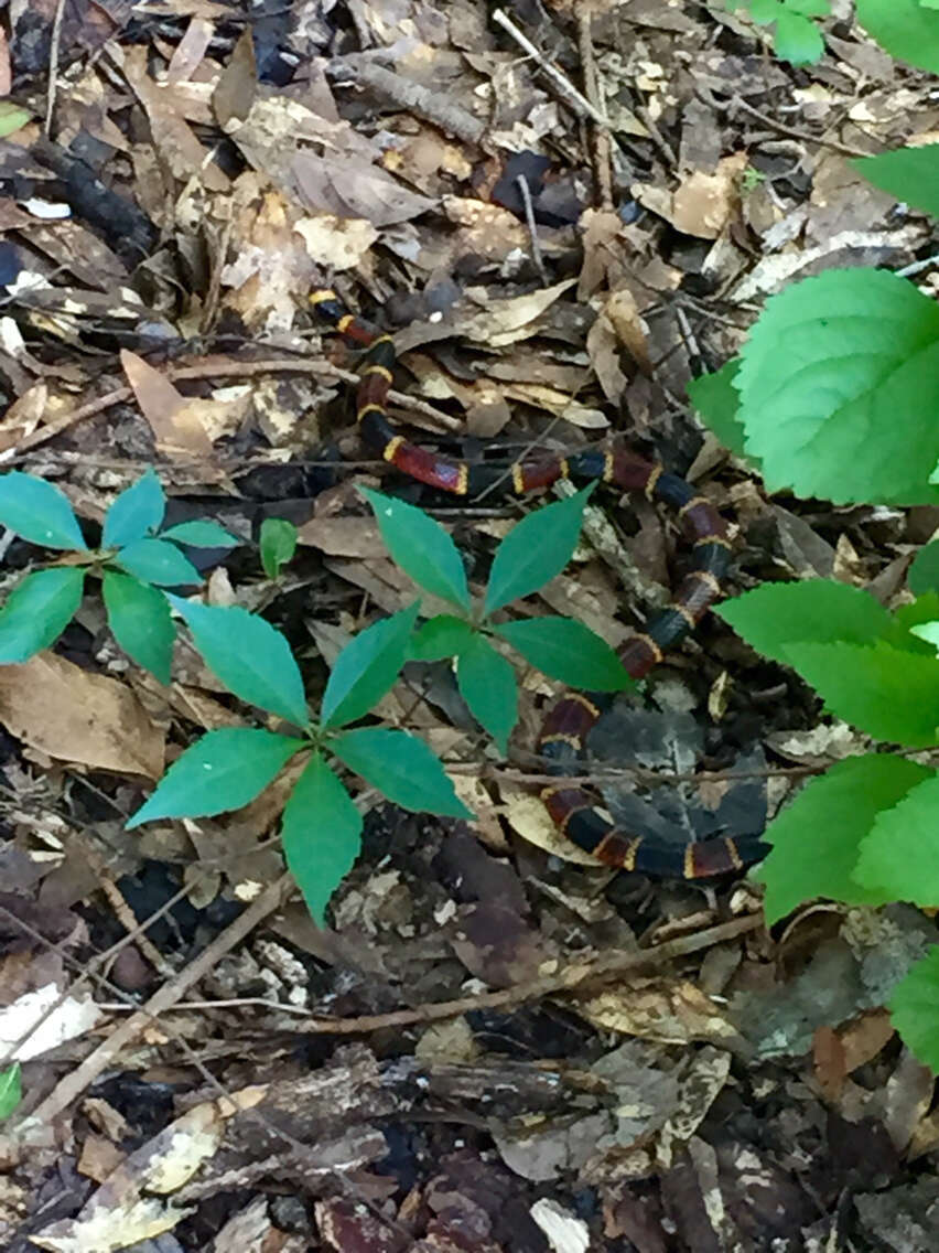 Image of Eastern Coral Snake