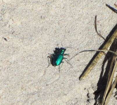 Image of Cicindela (Cicindela) scutellaris rugata Vaurie 1950