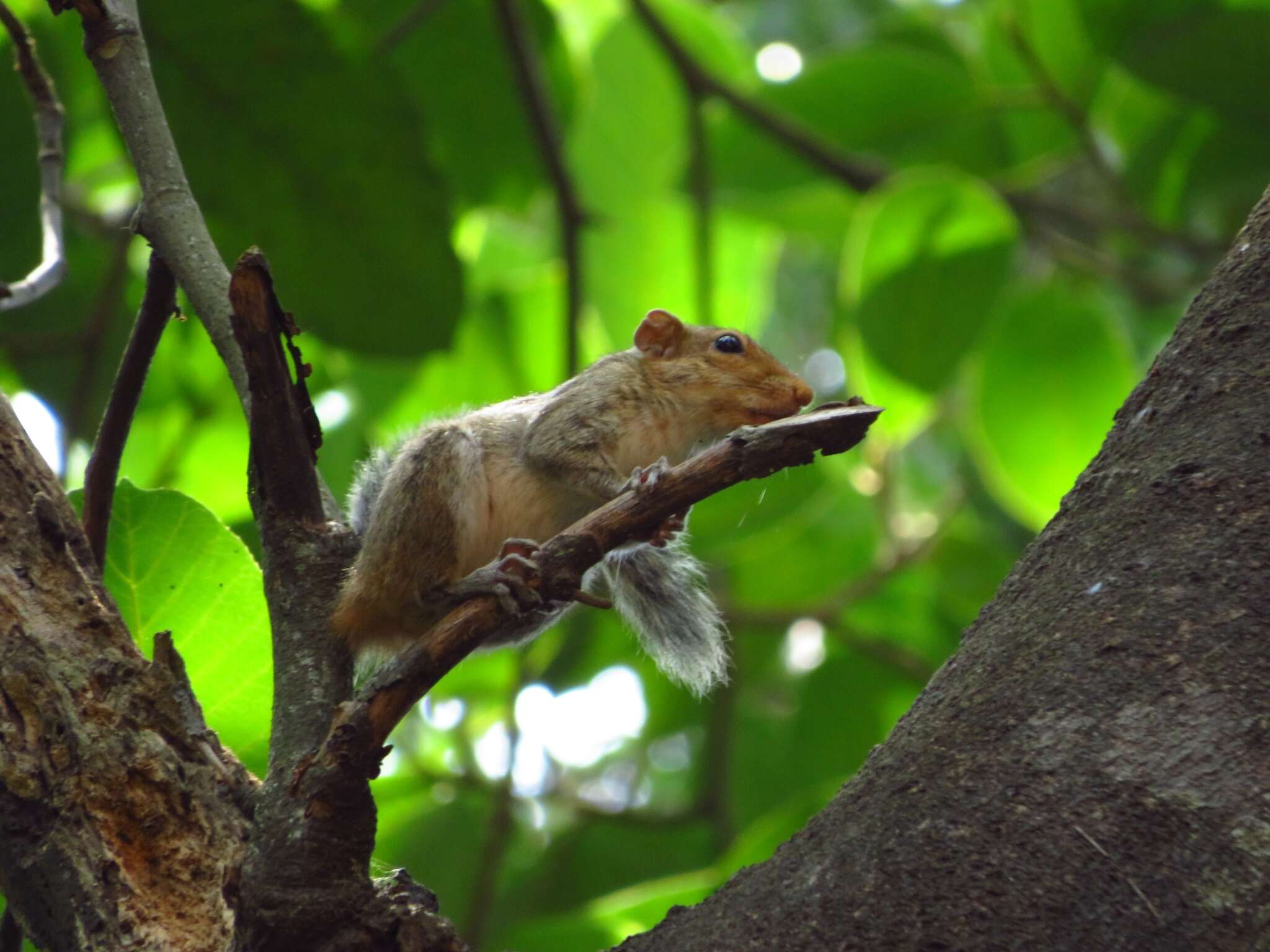 Imagem de Funambulus tristriatus (Waterhouse 1837)