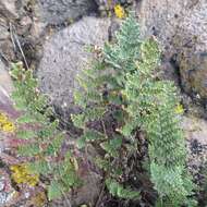 Image of Myriopteris myriophylla (Desv.) J. Sm.