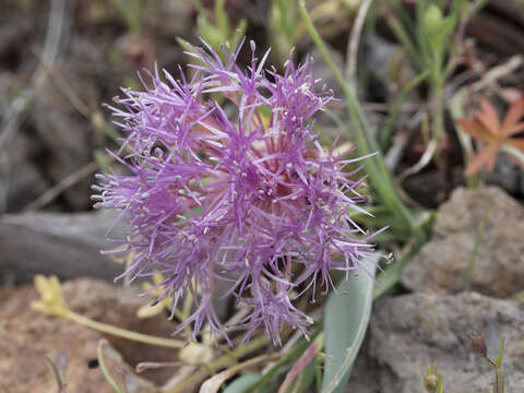 Image de Allium platycaule S. Watson