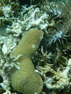 Image of Feather Coral
