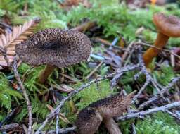 Imagem de Inocybe lanuginosa (Bull.) P. Kumm. 1871