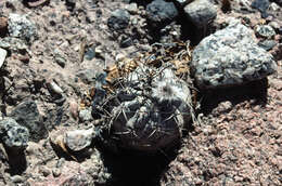 Image of Echinopsis thionantha subsp. glauca (F. Ritter) M. Lowry