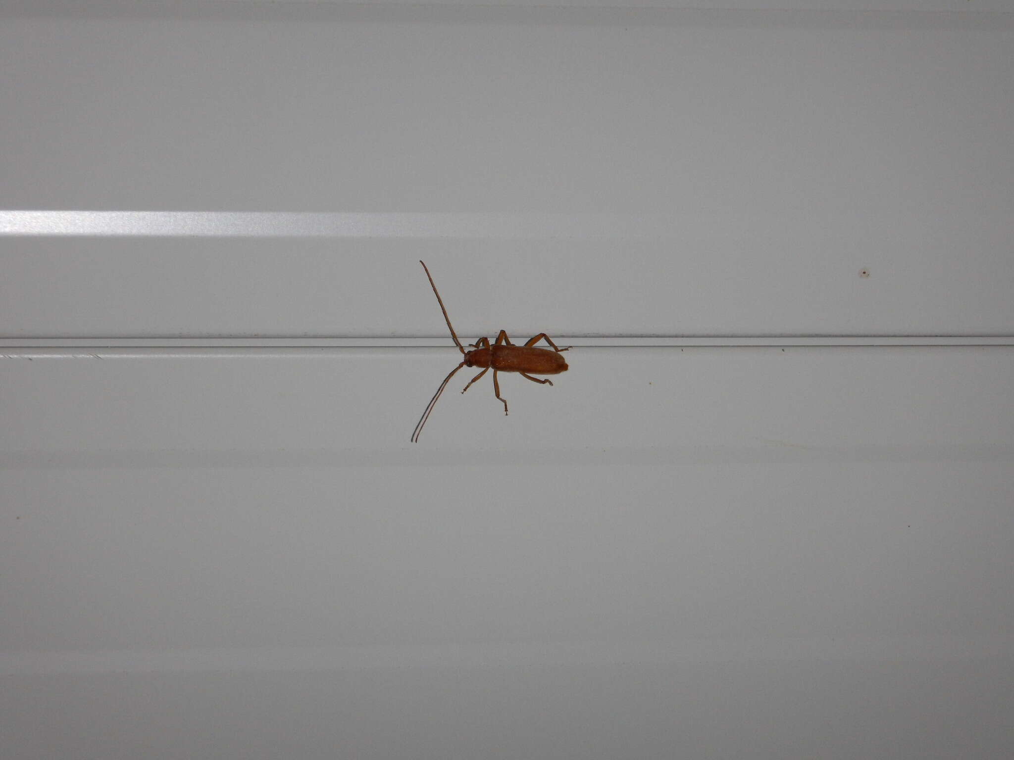 Image of Long-horned beetle