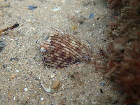 Image of Striped Pyjama Squid