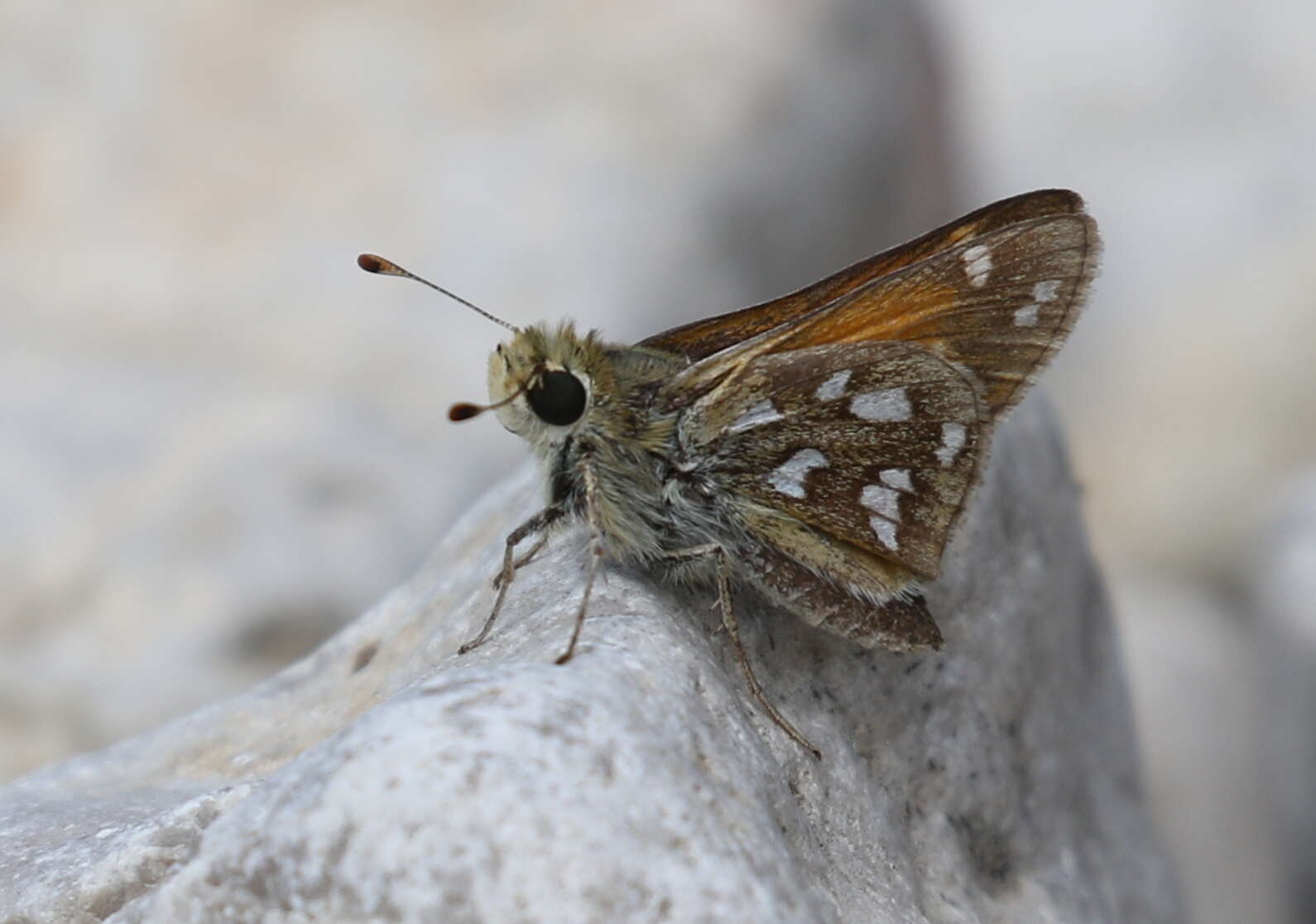 Image of Green Skipper