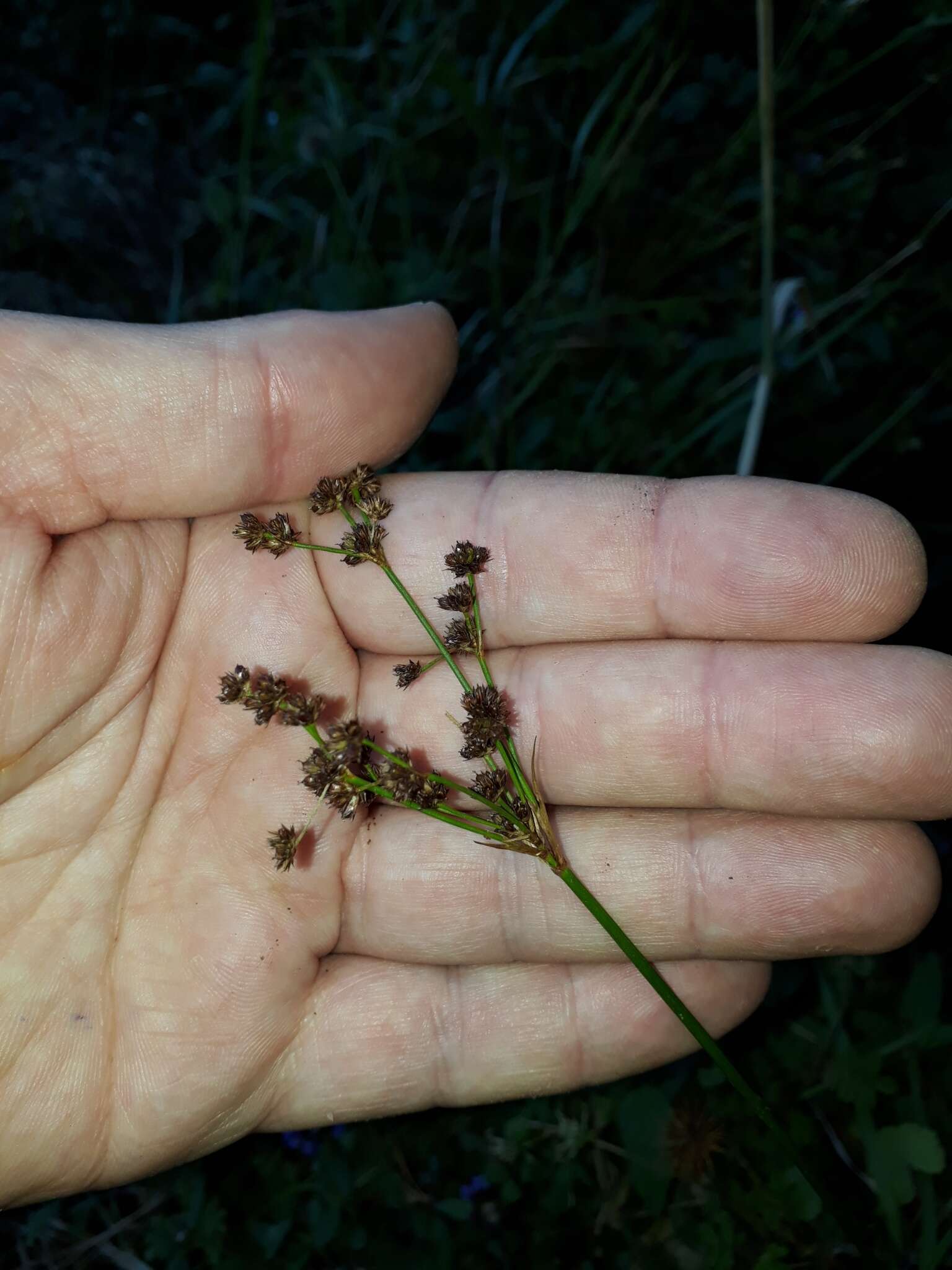 Juncus planifolius R. Br.的圖片