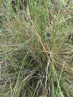 Image of Schizachyrium gracile (Spreng.) Nash