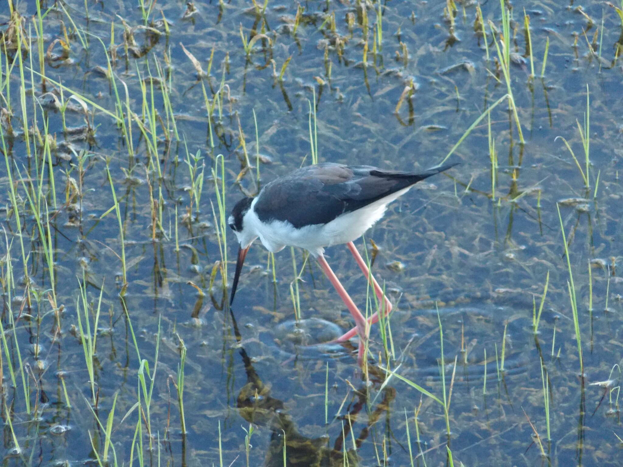 Image of Himantopus Brisson 1760