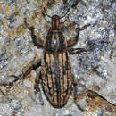 Image of Pseudocleonus carinatus
